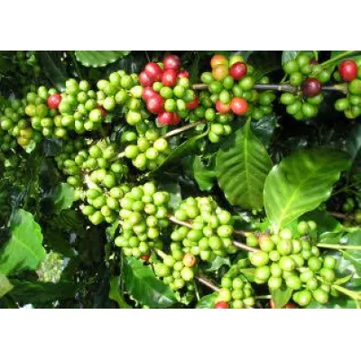 Griffonia simplicifolia: el ingrediente detrás del 5-HTP