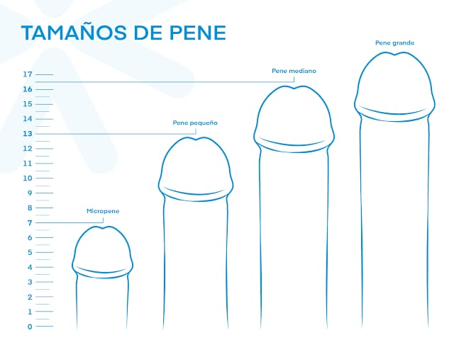  La medida promedio mundial de un pene en estado erecto y en estado flácido.