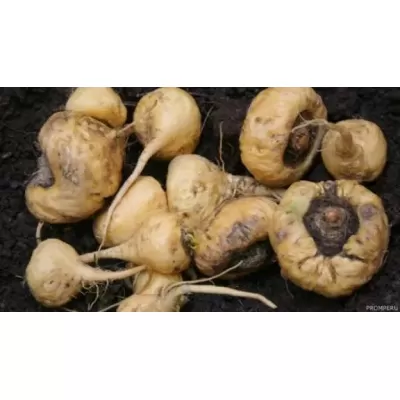 Maca Peruana: el suplemento ancestral que conquistó el mercado