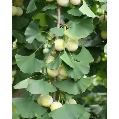 Ginkgo Biloba: por qué es uno de los ingredientes más utilizados