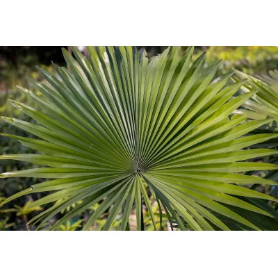 Saw palmetto: un ingrediente tradicional en el naturismo moderno