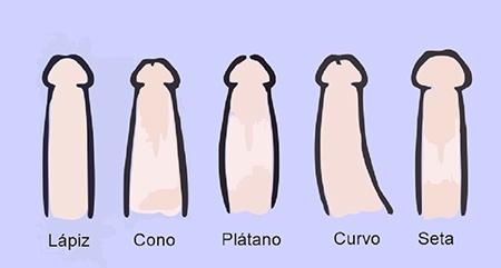 Tipos de pene y cómo disfrutarlos mejor según su forma.